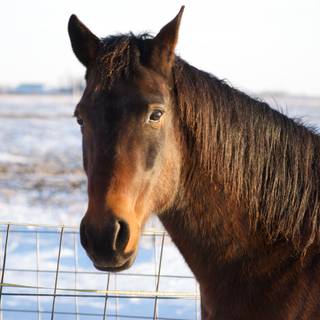 Winter brown horse wallpaper