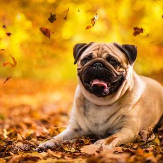 Cute autumn dog wallpaper