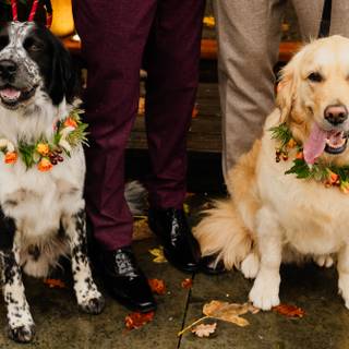 Cute autumn dog wallpaper