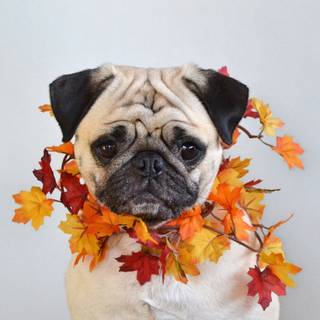 Cute autumn dog wallpaper