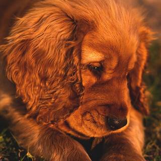 Cute autumn dog wallpaper