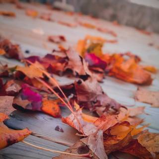 Positive autumn wallpaper