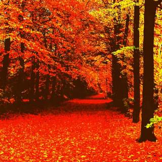 Autumn comfort wallpaper