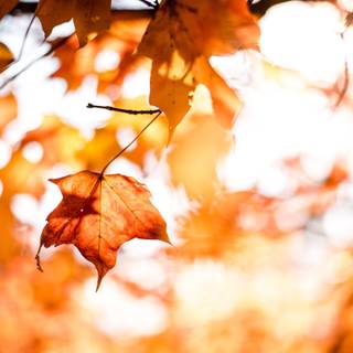 Positive autumn wallpaper