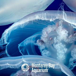 Monterey Bay wallpaper