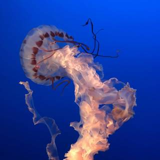 Monterey Bay wallpaper