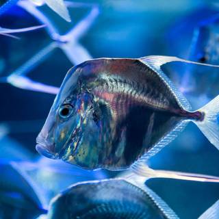 Monterey Bay wallpaper