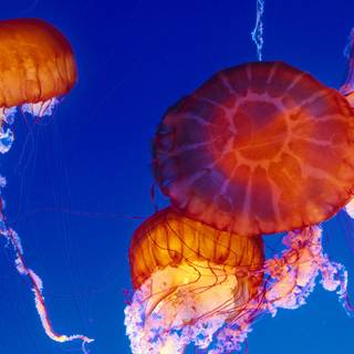 Monterey Bay wallpaper