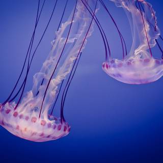 Monterey Bay wallpaper