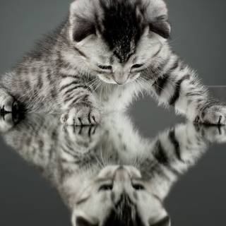 Mirror reflection wallpaper