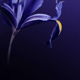 Vivo amoled wallpaper