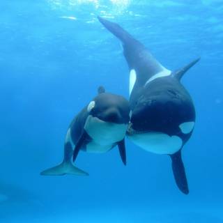 Baby sea creatures wallpaper