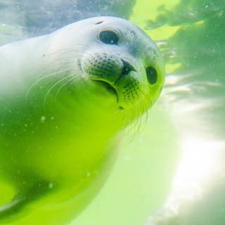 Baby sea creatures wallpaper