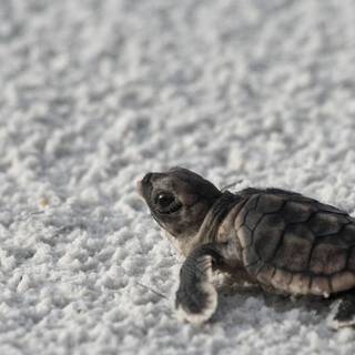 Baby sea creatures wallpaper