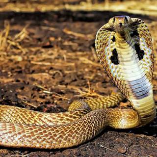 Golden snake wallpaper