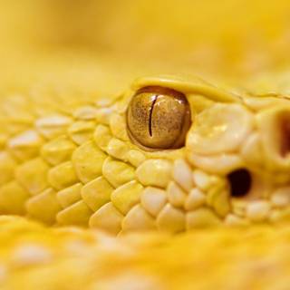 Golden snake wallpaper