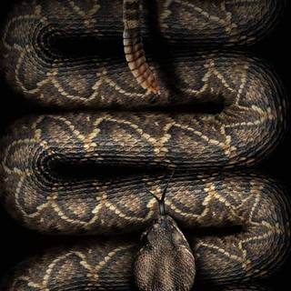 Golden snake wallpaper