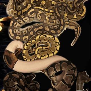 Golden snake wallpaper