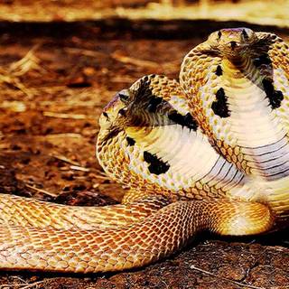 Golden snake wallpaper