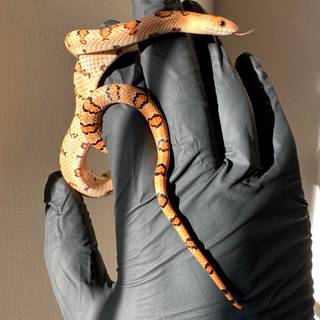 Golden snake wallpaper