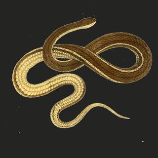 Golden snake wallpaper