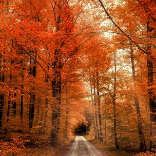 Autumn forest iPhone 4k wallpaper