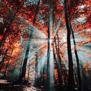 Autumn forest iPhone 4k wallpaper