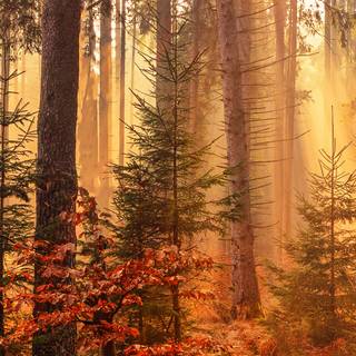 Autumn forest iPhone 4k wallpaper