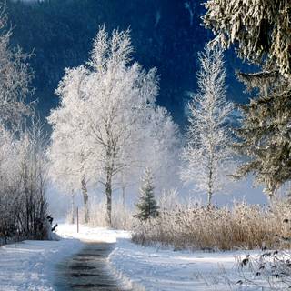 Winter scenery desktop wallpaper