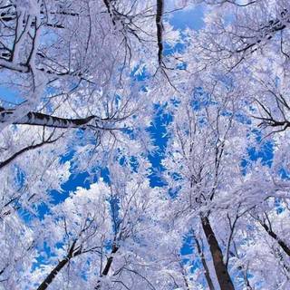 Winter scenery desktop wallpaper