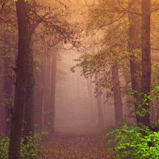 Autumn forest iPhone 4k wallpaper