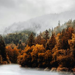 Autumn forest iPhone 4k wallpaper