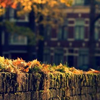 Artistic autumn iPhone wallpaper