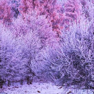 Winter vertical 4k wallpaper