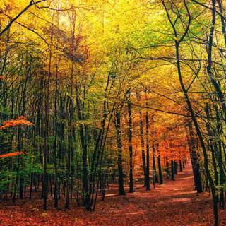 Autumn forest iPhone 4k wallpaper