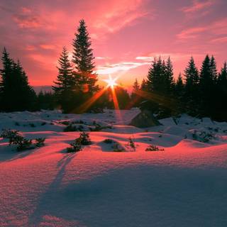 Winter sunset tree wallpaper