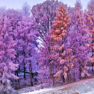 Winter vertical 4k wallpaper