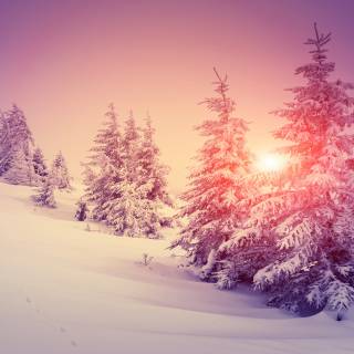 Winter sunshine wallpaper