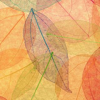 Artistic autumn 4k wallpaper