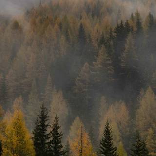 Autumn forest iPhone 4k wallpaper