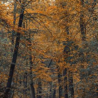 Autumn forest iPhone 4k wallpaper