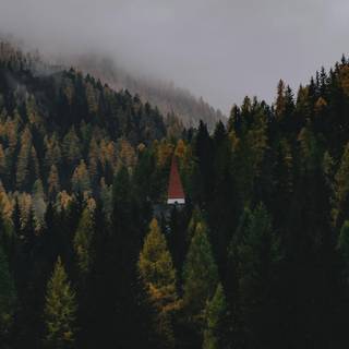 Autumn forest iPhone 4k wallpaper