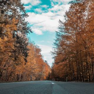 Autumn forest iPhone 4k wallpaper