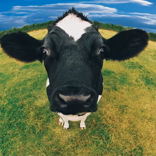 Cow PC wallpaper