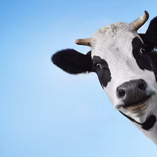 Cow PC wallpaper