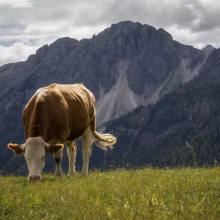 Cow PC wallpaper