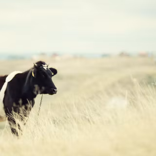 Cow PC wallpaper