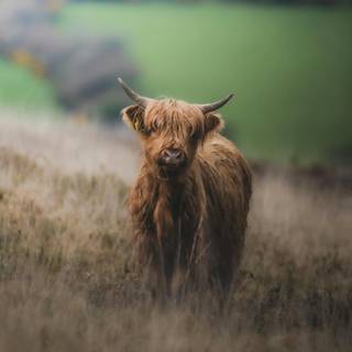 Highlands iPhone wallpaper