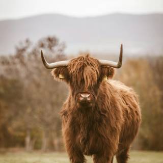 Highlands iPhone wallpaper