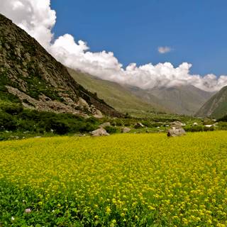 Kinnaur wallpaper
